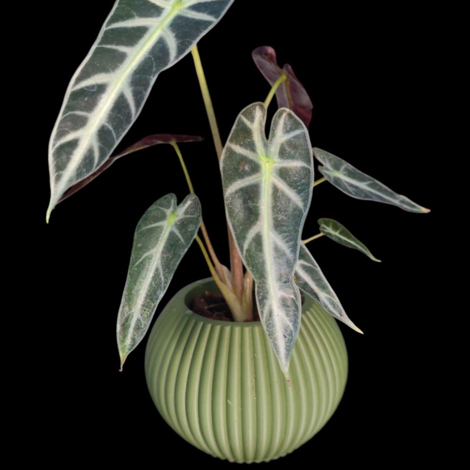 Sinister Select Circular Planter – Modern Minimalist Design