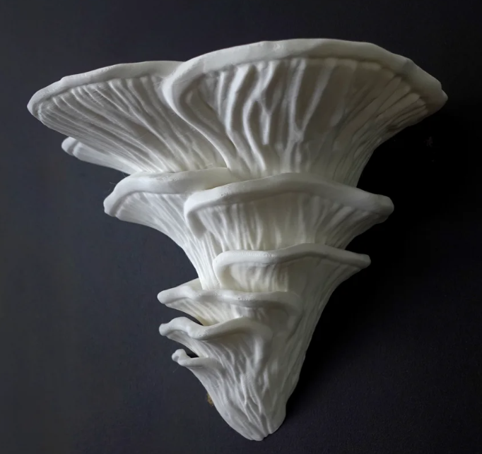Mushroom Shelf – Whimsical Wall Decor for Plants Crystals & Collectibles