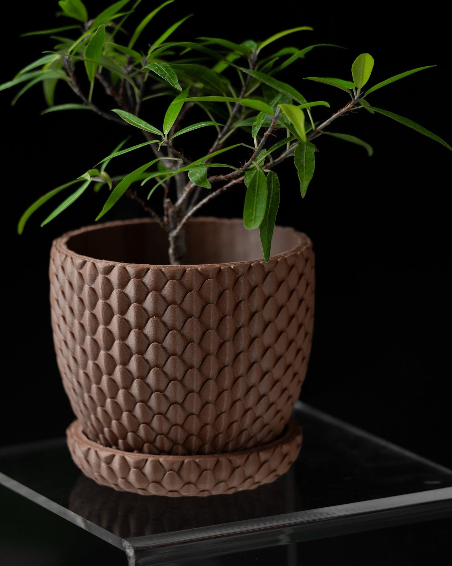 Dragon Scale Planter Pot β Unique Biodegradable and Perfect for Any Space