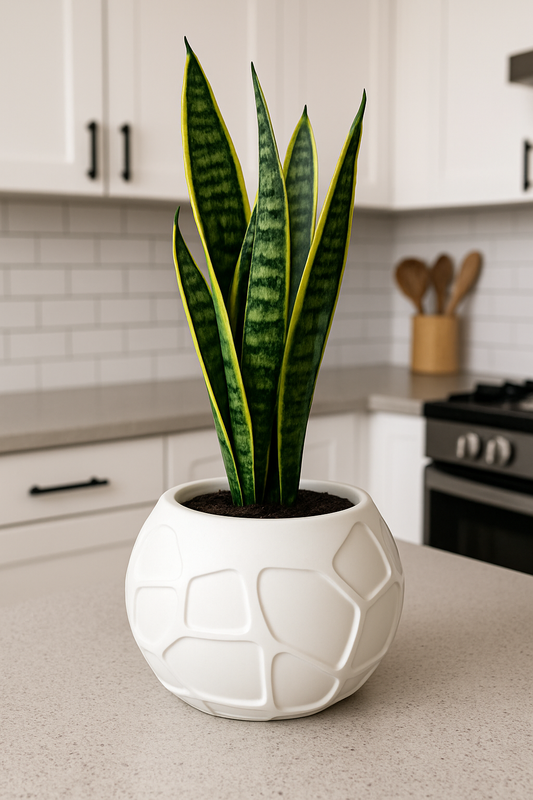 Sinister Select crater Plant Pot inc tray